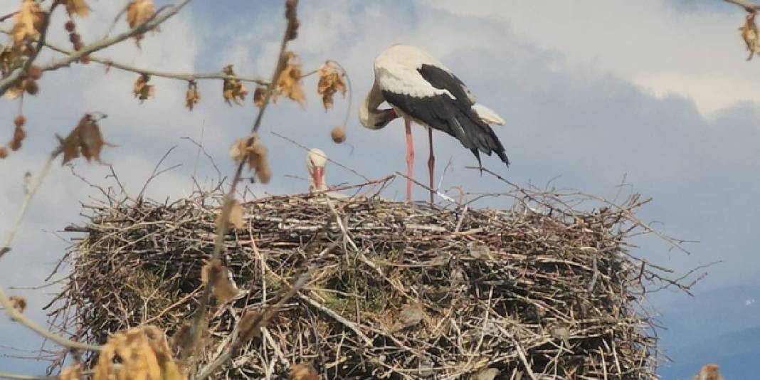 Bu köy leyleklerin yuvası oldu: Taş atmak ve ürkütmek tamamen yasak 3
